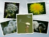 montage