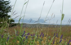 Herøy